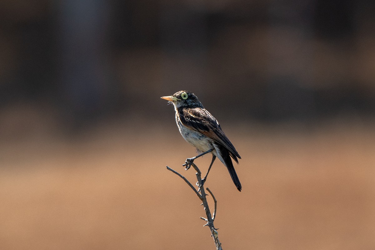 Brillendunkeltyrann - ML635070972