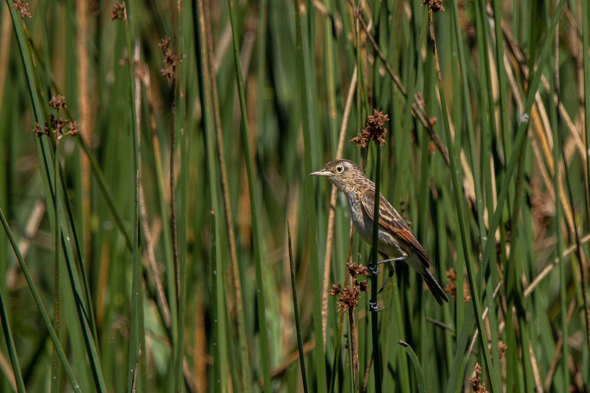 Brillendunkeltyrann - ML635070973