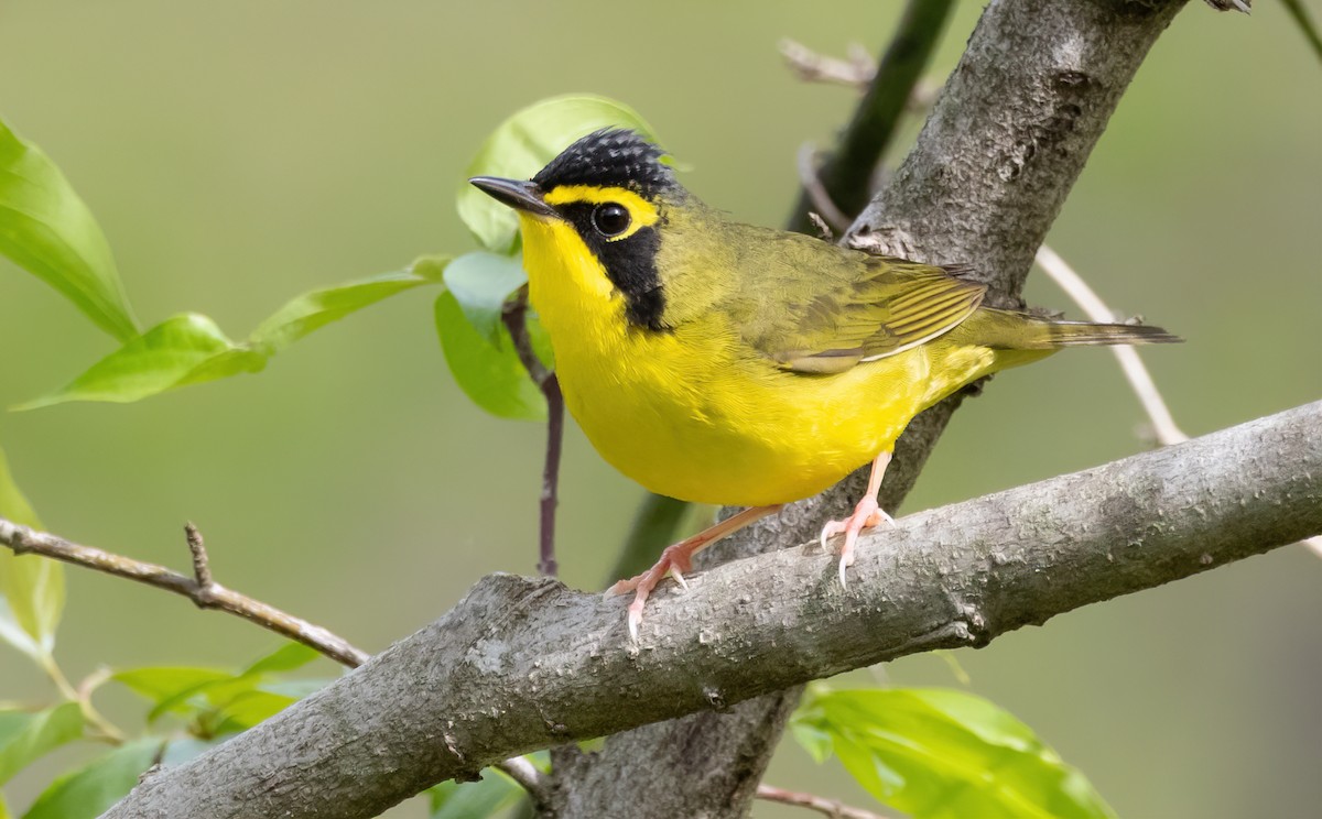 Kentucky Warbler - ML635070986