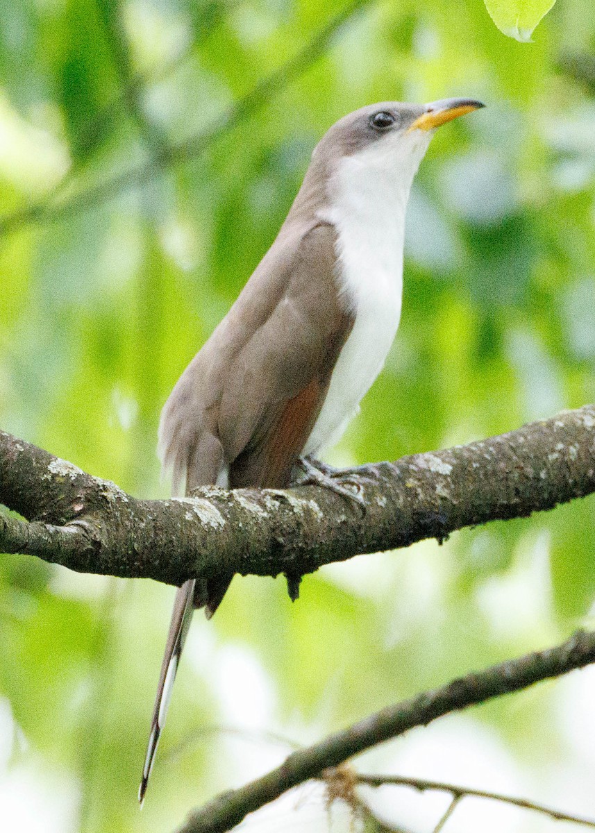 Yellow-billed Cuckoo - ML635070991