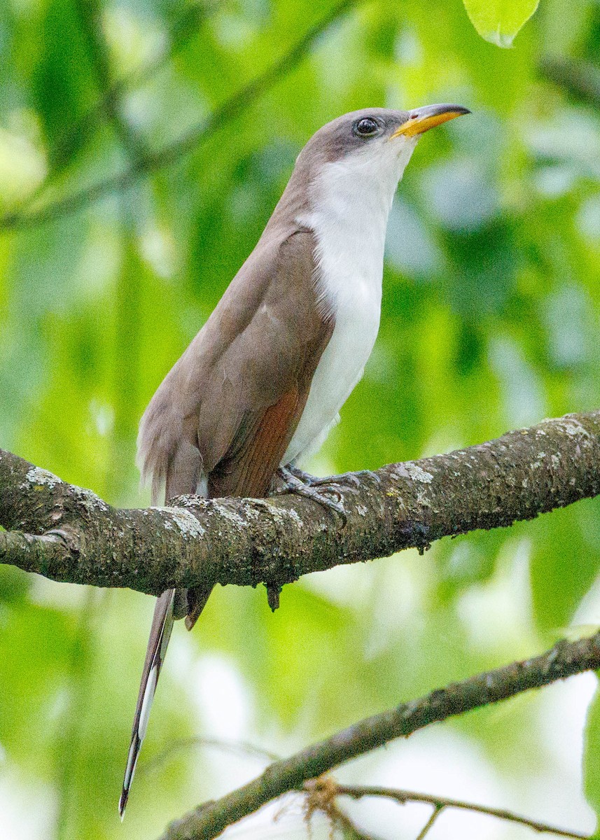 Yellow-billed Cuckoo - ML635070992
