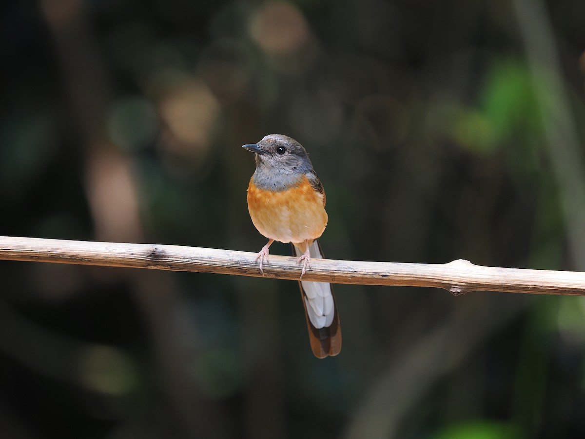 White-rumped Shama - ML635070997