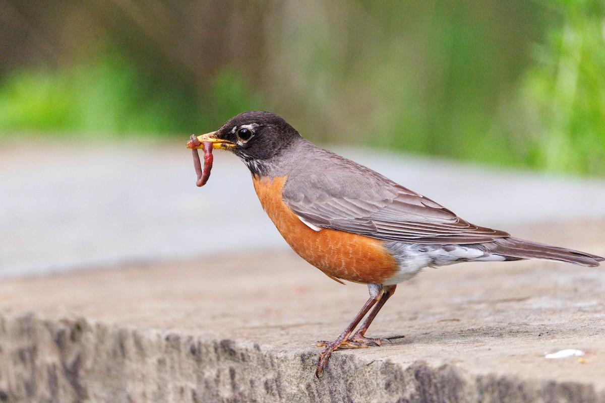 American Robin - ML635071039