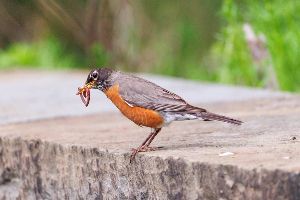 American Robin - ML635071040