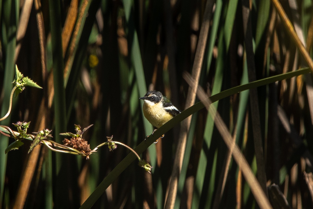 Vielfarben-Tachurityrann - ML635071074