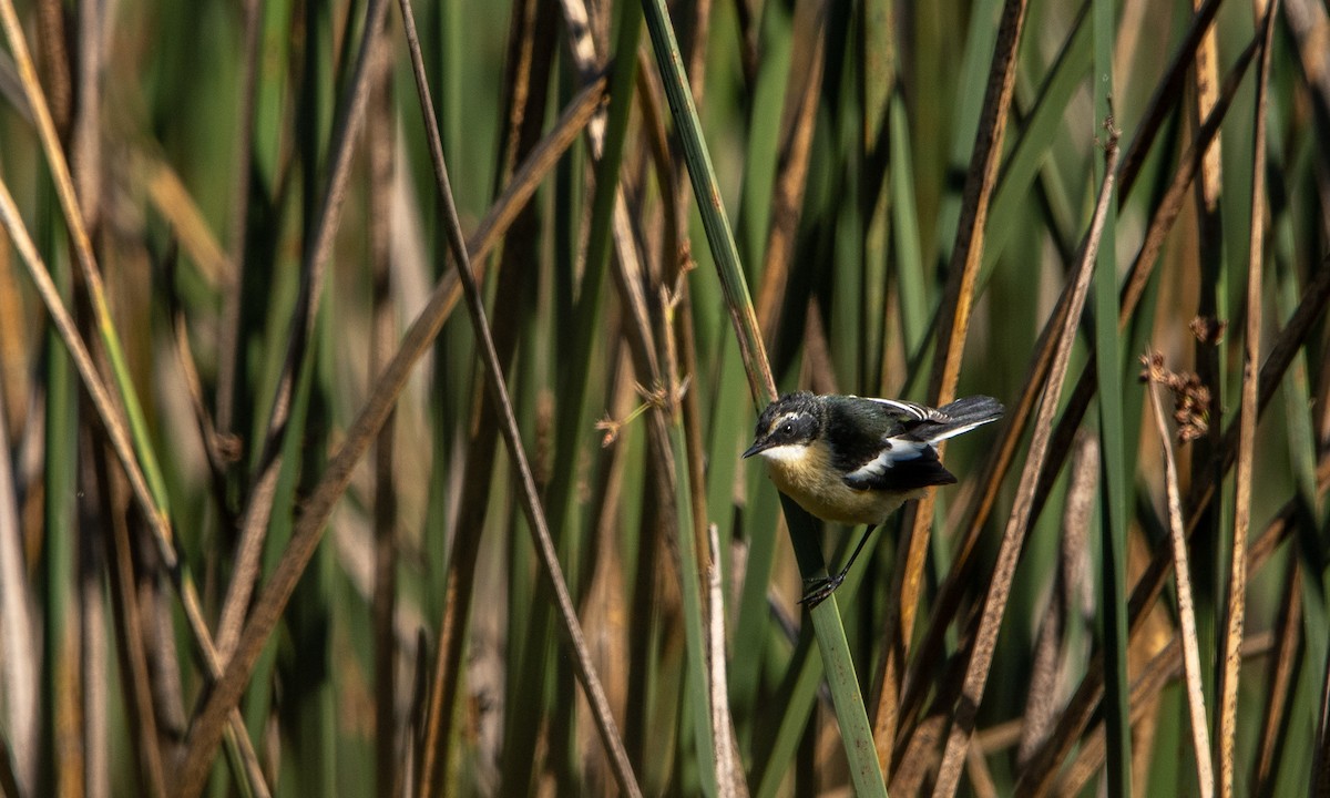 Many-colored Rush Tyrant - ML635071075