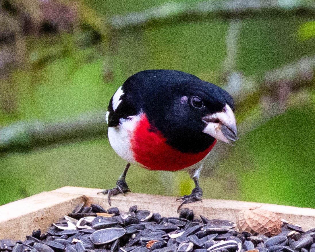Rose-breasted Grosbeak - ML635071098