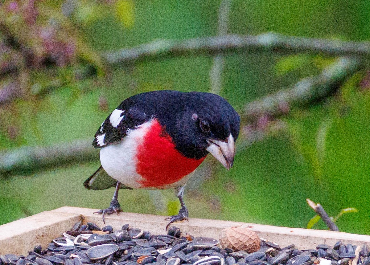 Rose-breasted Grosbeak - ML635071099