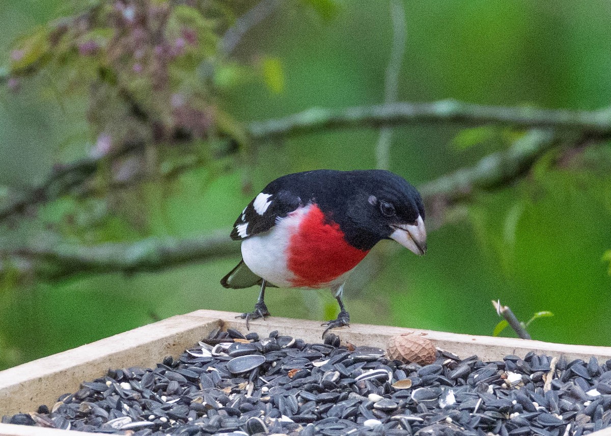 Rose-breasted Grosbeak - ML635071100