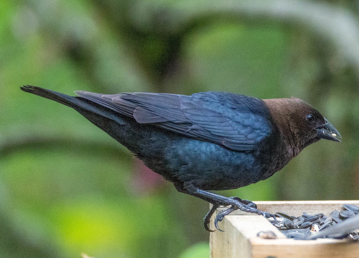 Brown-headed Cowbird - ML635071140
