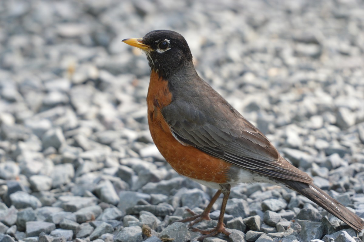 American Robin - ML635071211