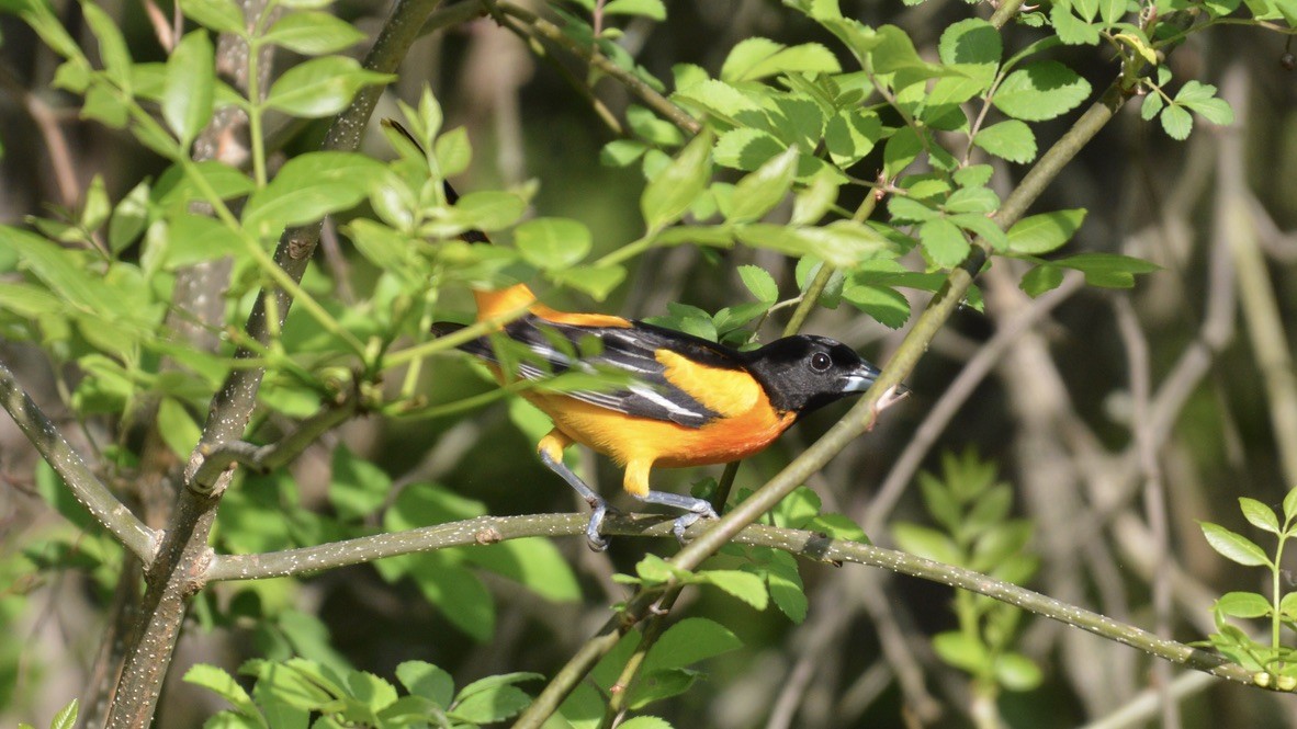 Baltimore Oriole - ML635071221