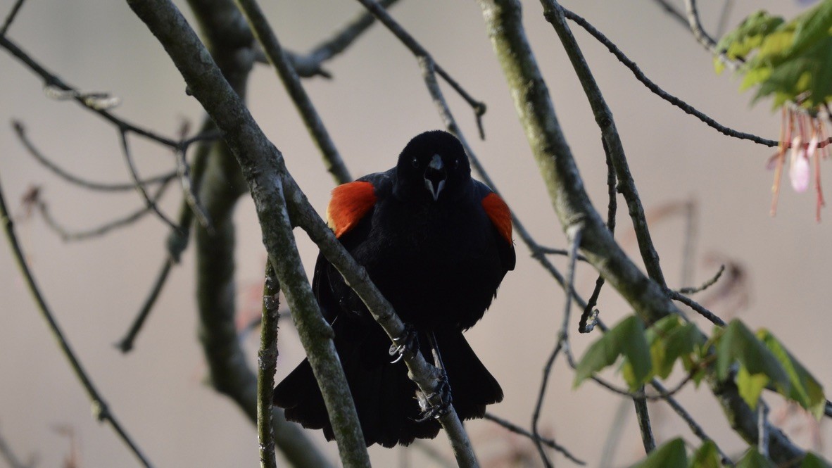 Red-winged Blackbird - ML635071232