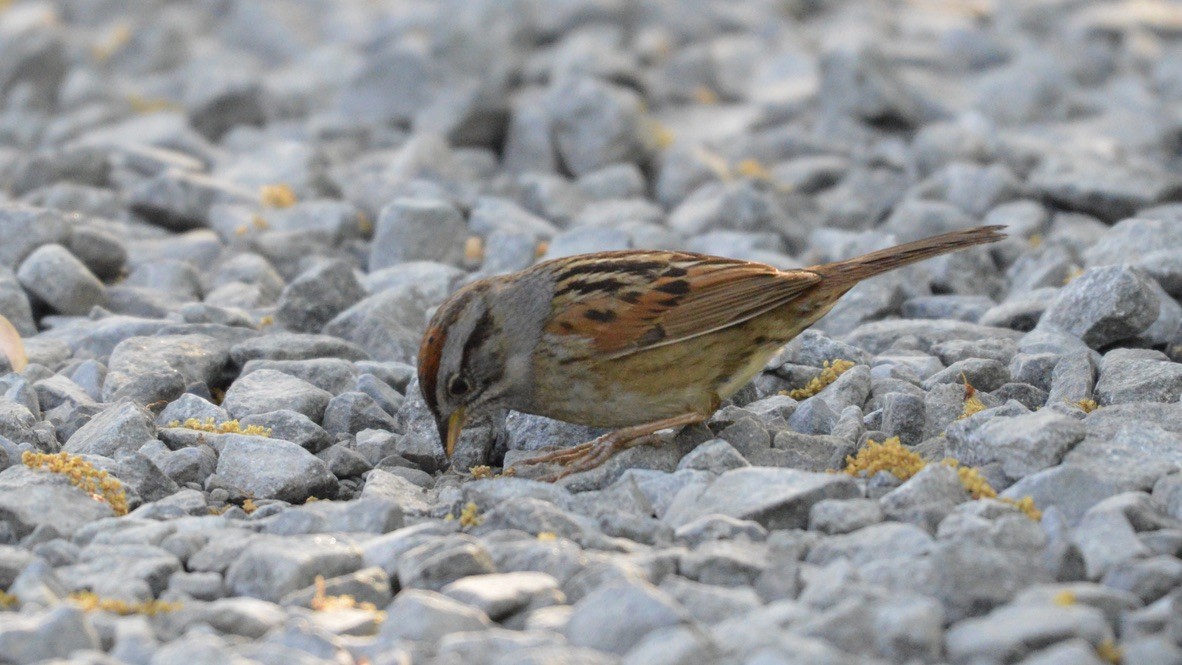 Swamp Sparrow - ML635071242