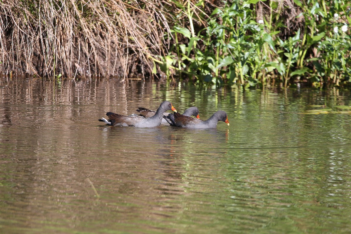 Dusky Moorhen - ML635071244