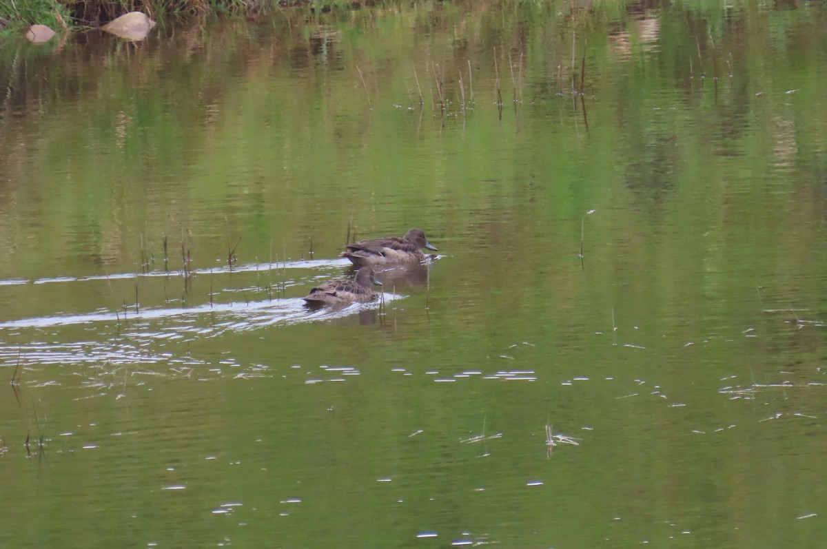Andean Teal - ML635071273