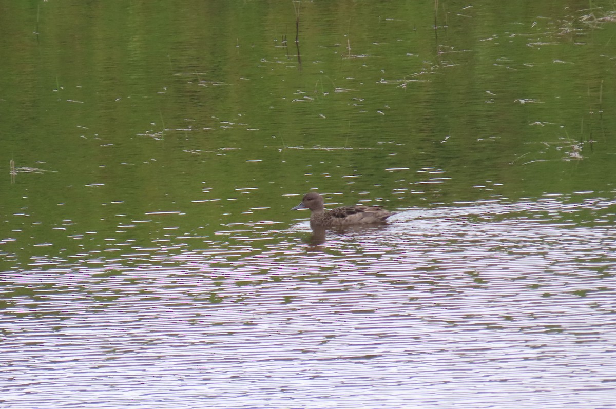 Andean Teal - ML635071274