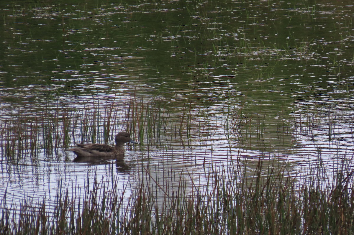 Andean Teal - ML635071276