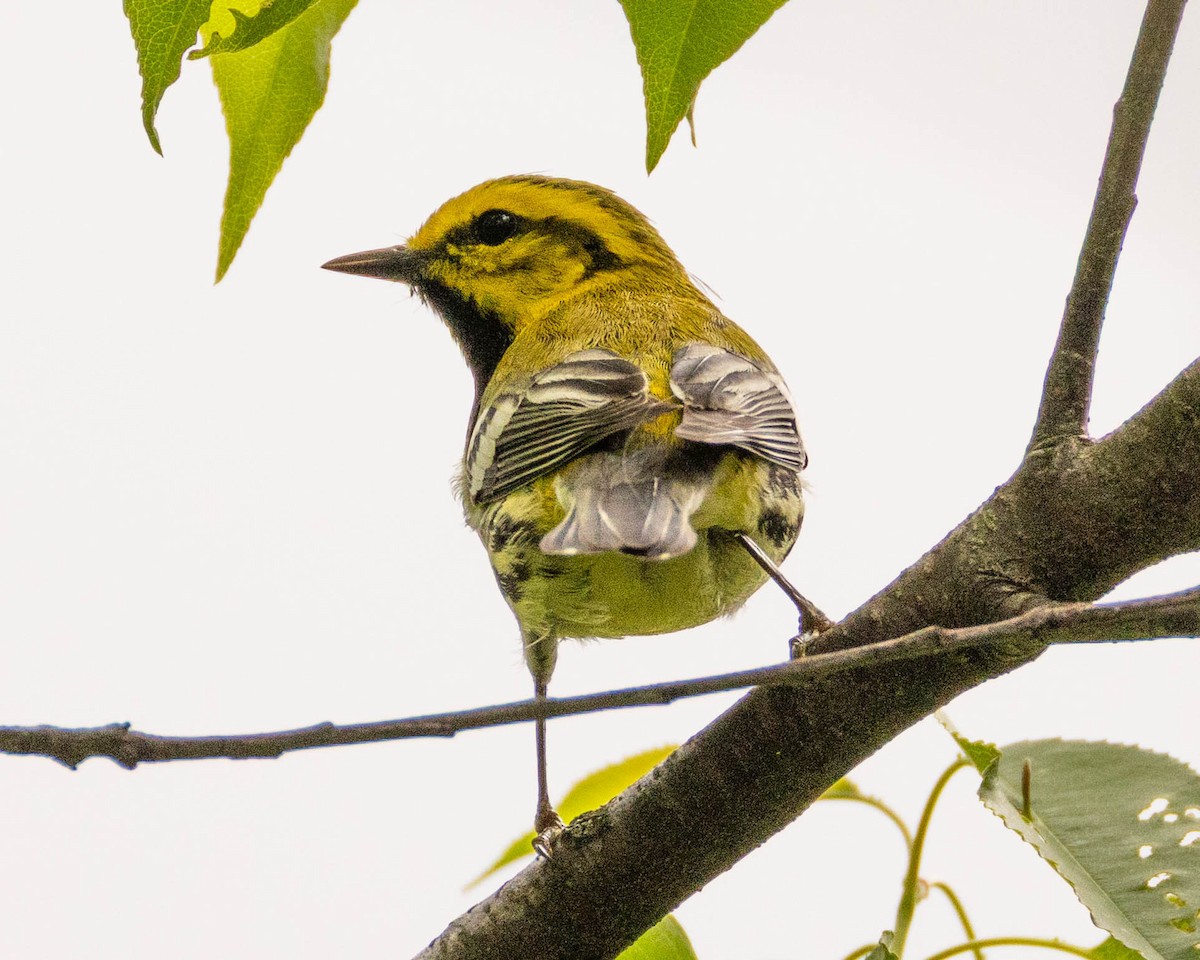 Black-throated Green Warbler - ML635071277
