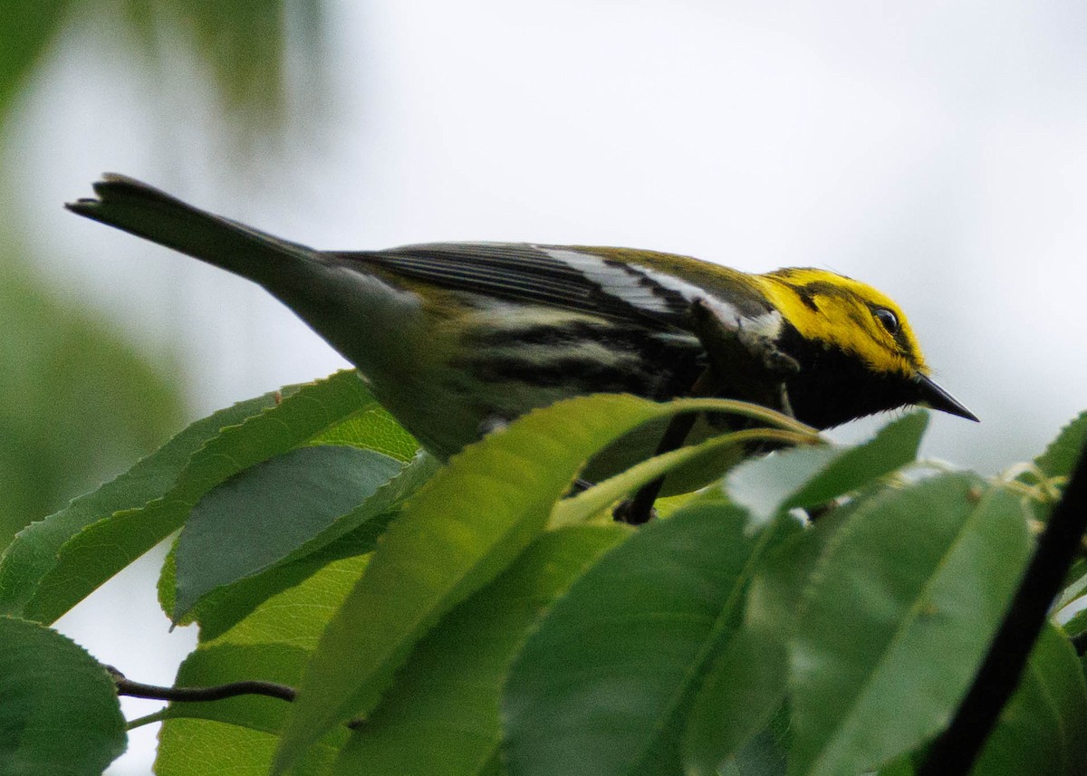 Black-throated Green Warbler - ML635071278