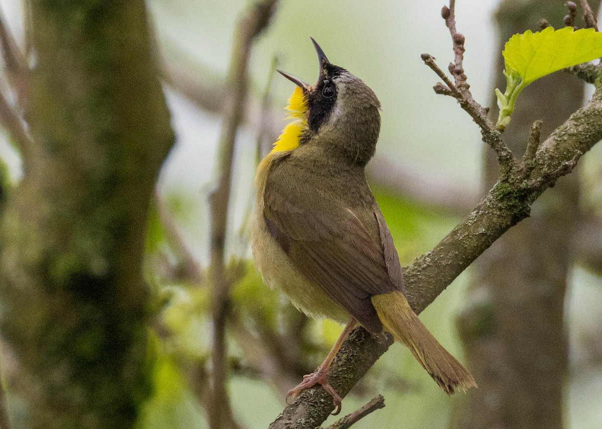 Common Yellowthroat - ML635071304
