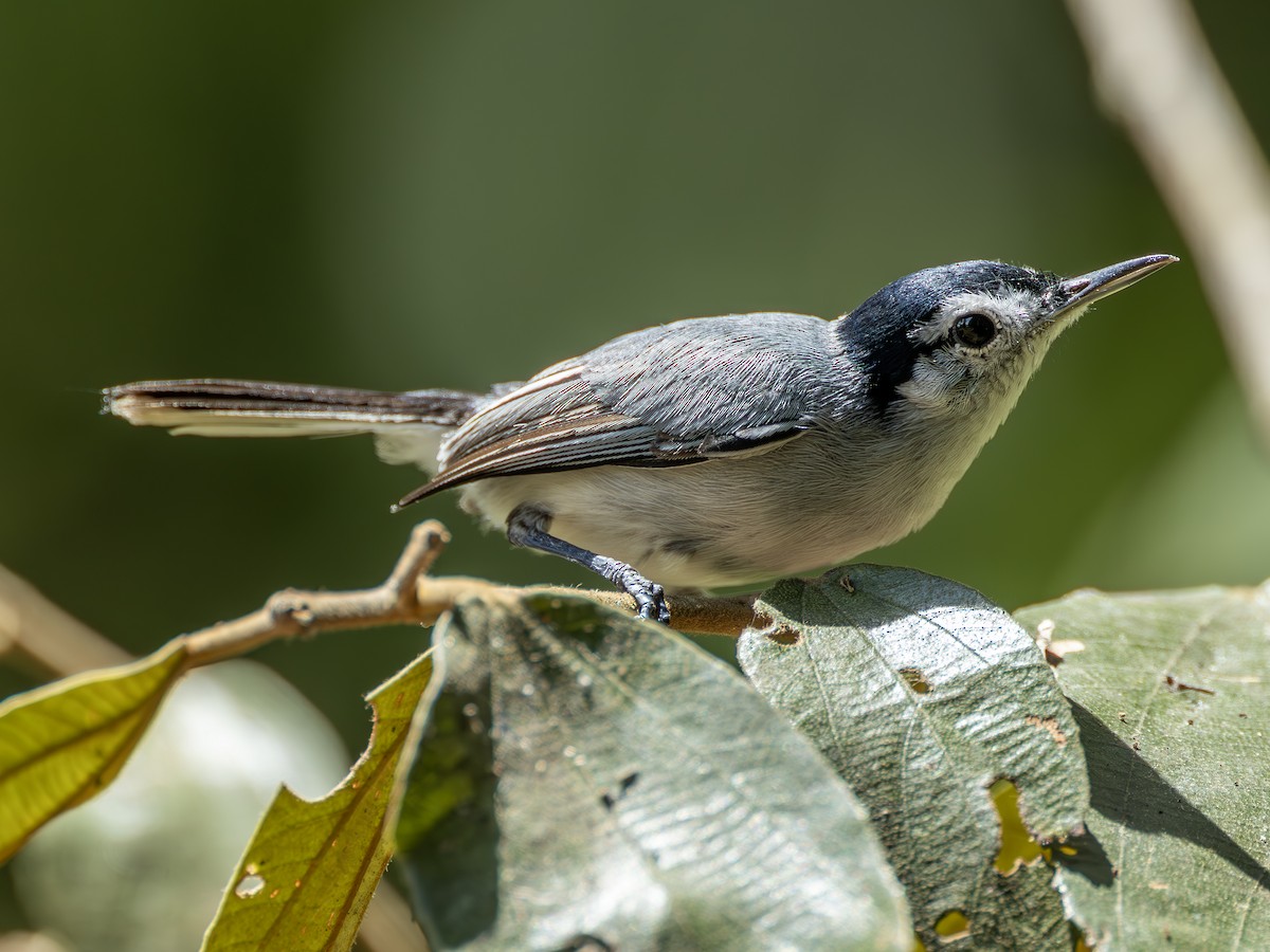 White-browed Gnatcatcher - ML635071411