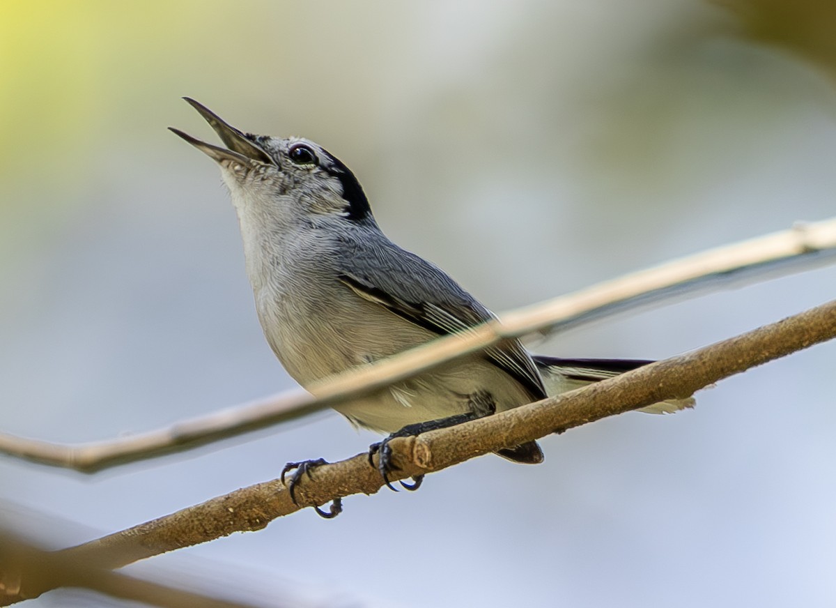 White-browed Gnatcatcher - ML635071412