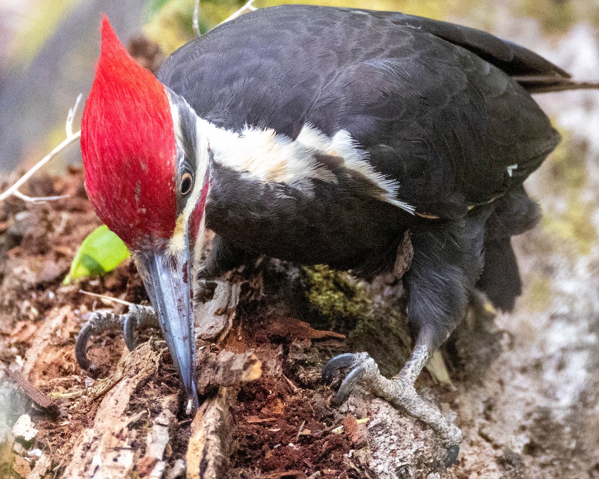 Pileated Woodpecker - ML635071413