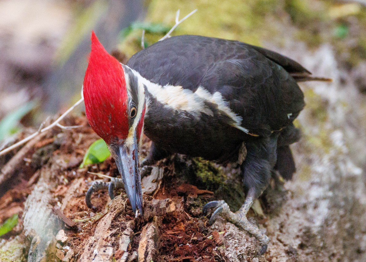 Pileated Woodpecker - ML635071414