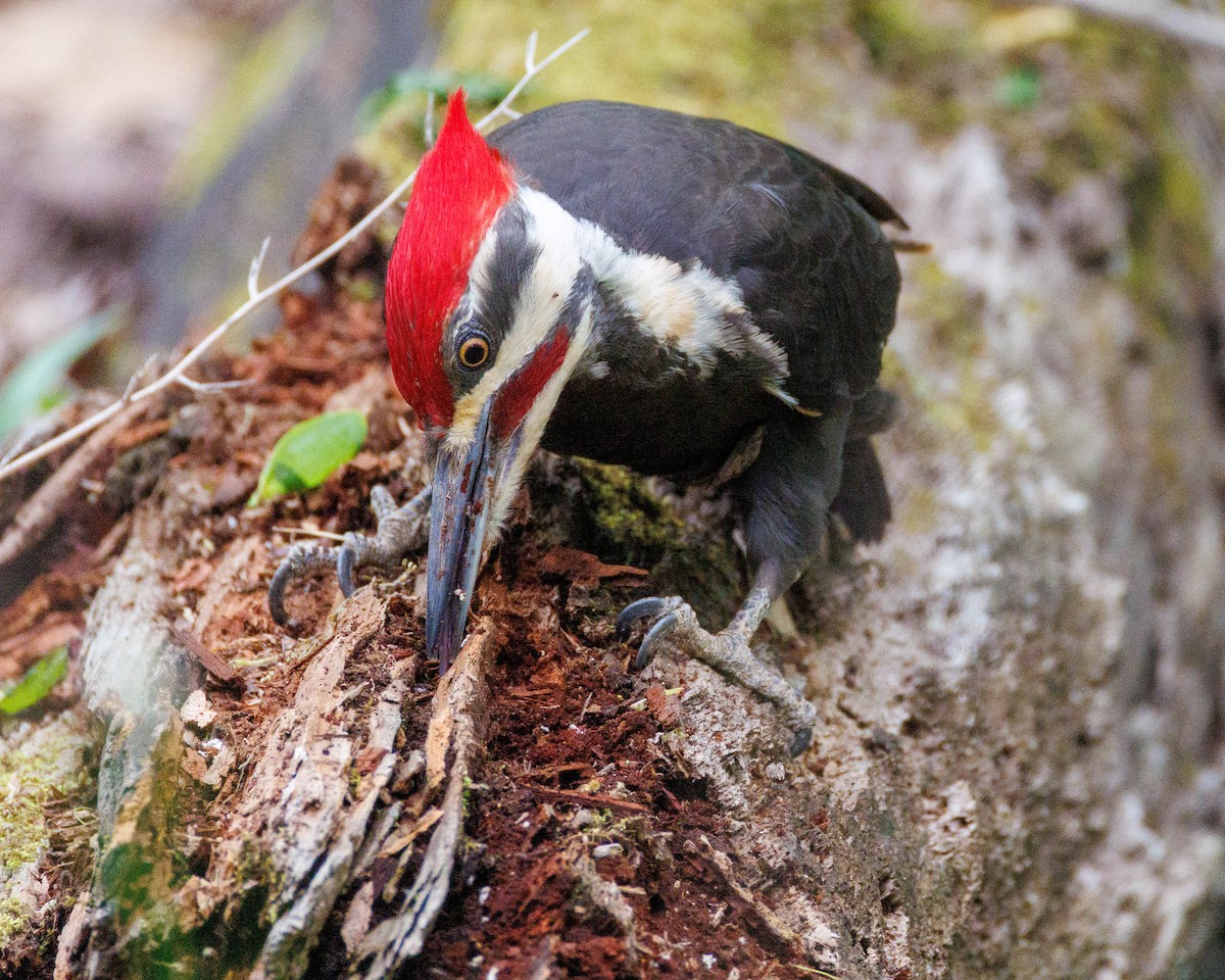 Pileated Woodpecker - ML635071416