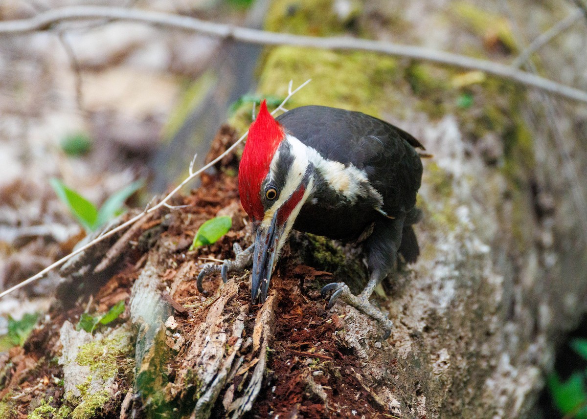 Pileated Woodpecker - ML635071418
