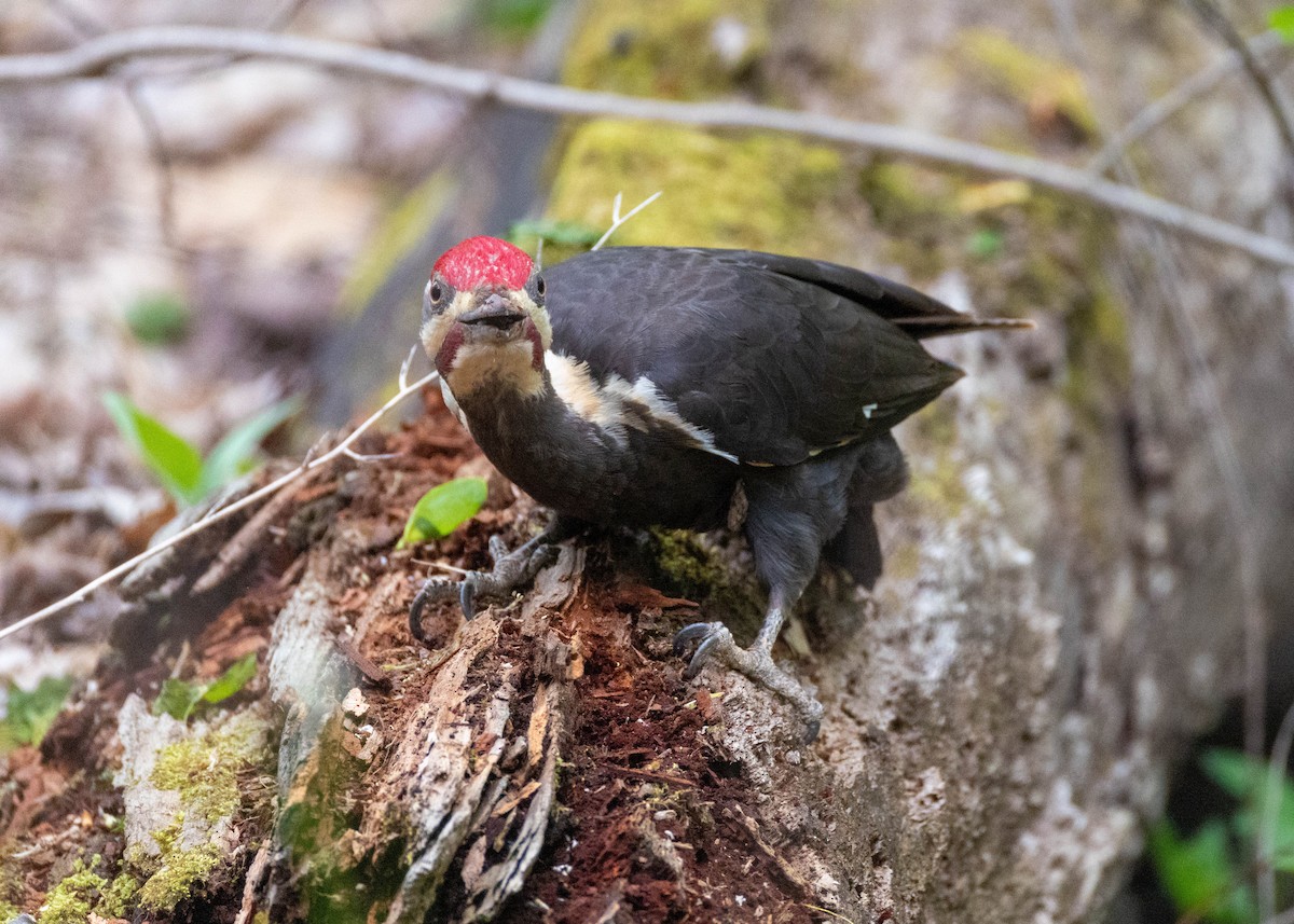 Pileated Woodpecker - ML635071420