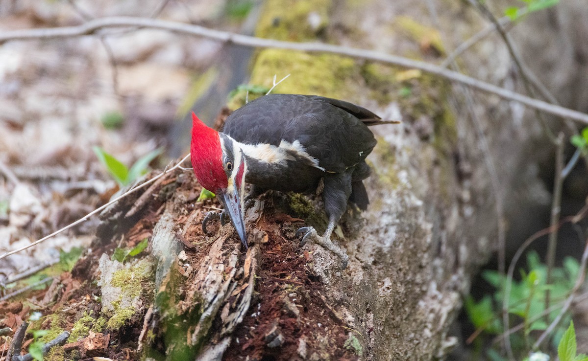Pileated Woodpecker - ML635071421