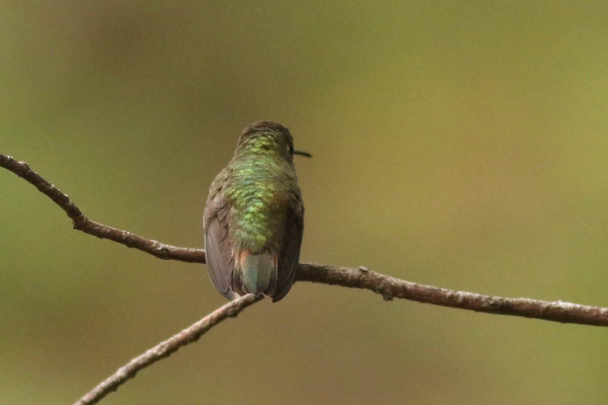 Anna's x Allen's Hummingbird (hybrid) - ML635071504