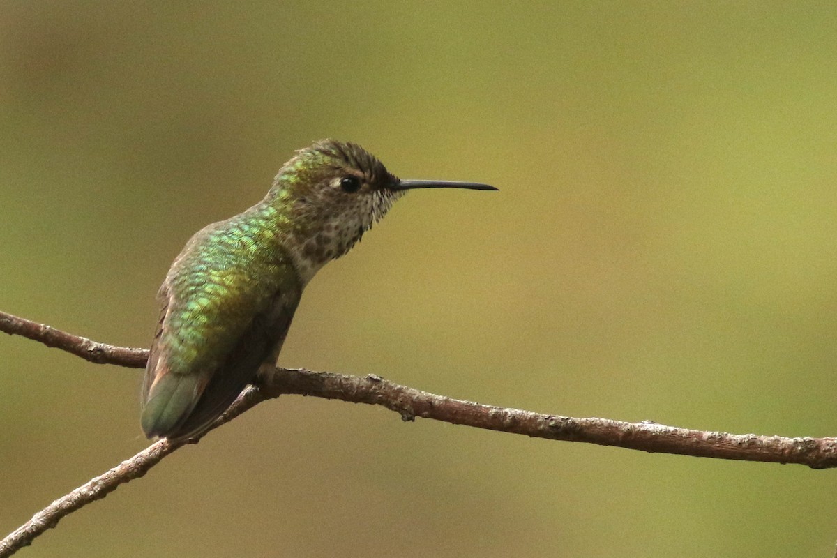 Anna's x Allen's Hummingbird (hybrid) - ML635071507