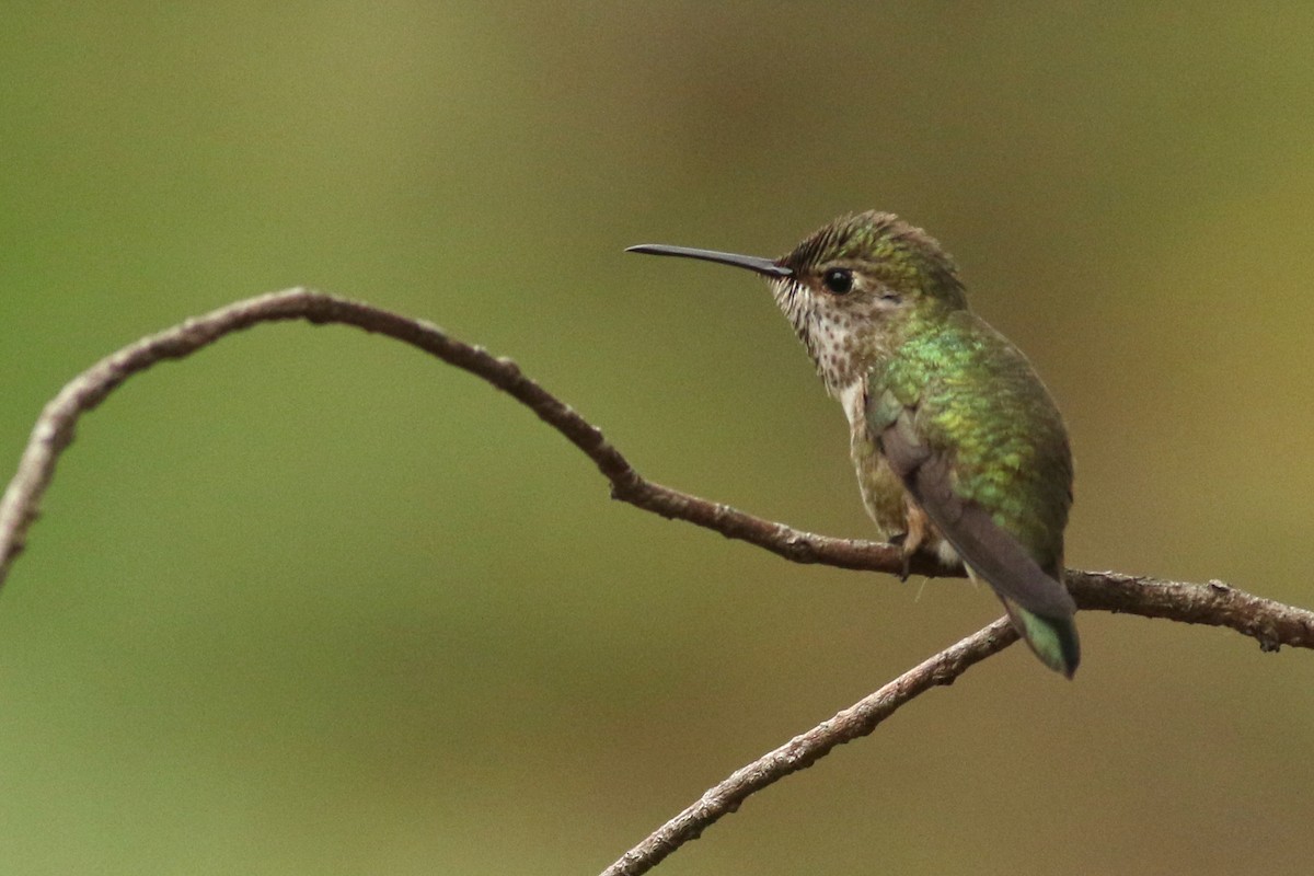 Anna's x Allen's Hummingbird (hybrid) - ML635071519