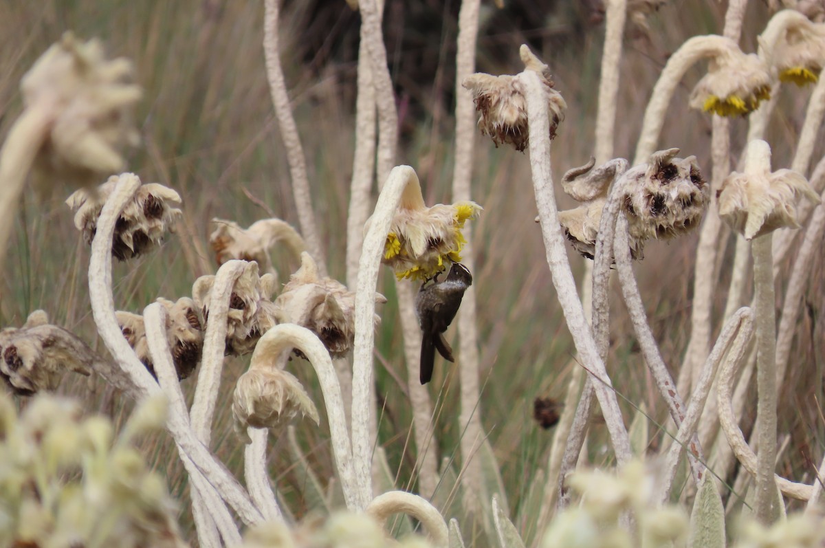 Green-bearded Helmetcrest - ML635071529