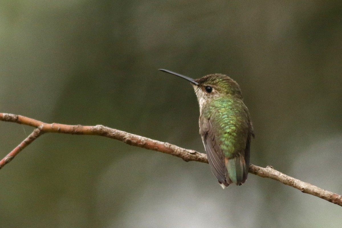 Anna's x Allen's Hummingbird (hybrid) - ML635071533