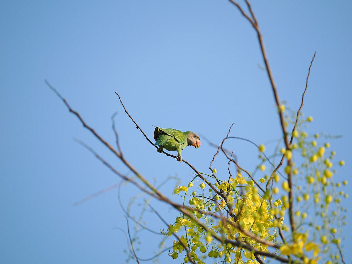 Blossom-headed Parakeet - ML635071597