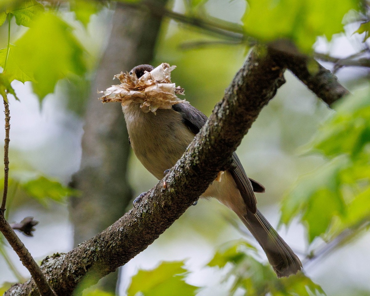 Tufted Titmouse - ML635071600