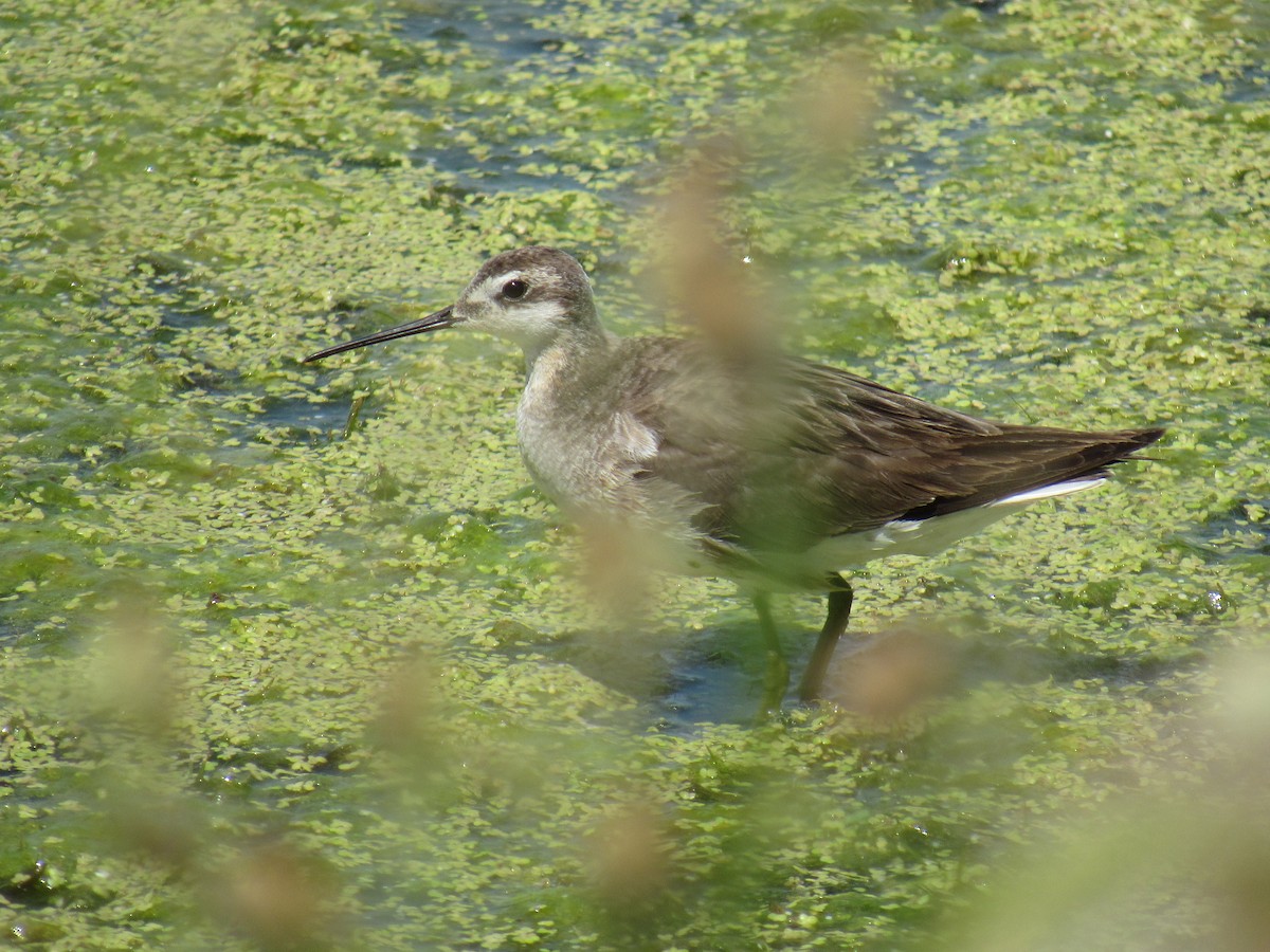 hvithalesvømmesnipe - ML63507161