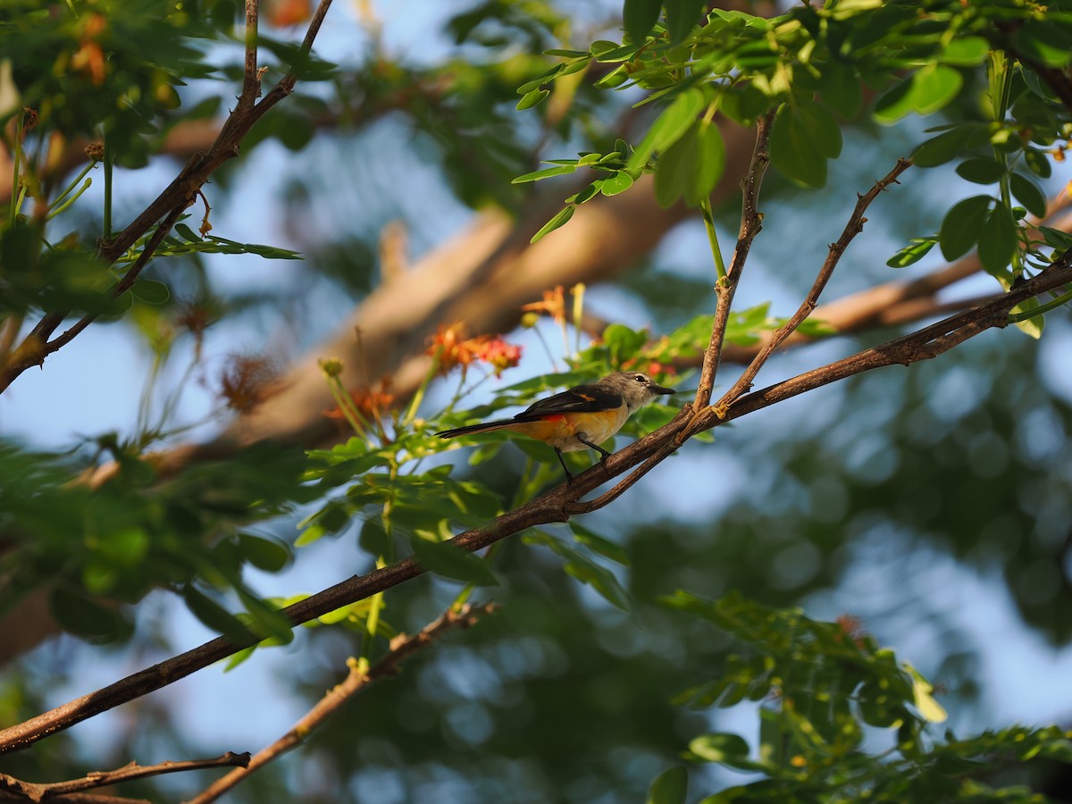 Small Minivet - ML635071624