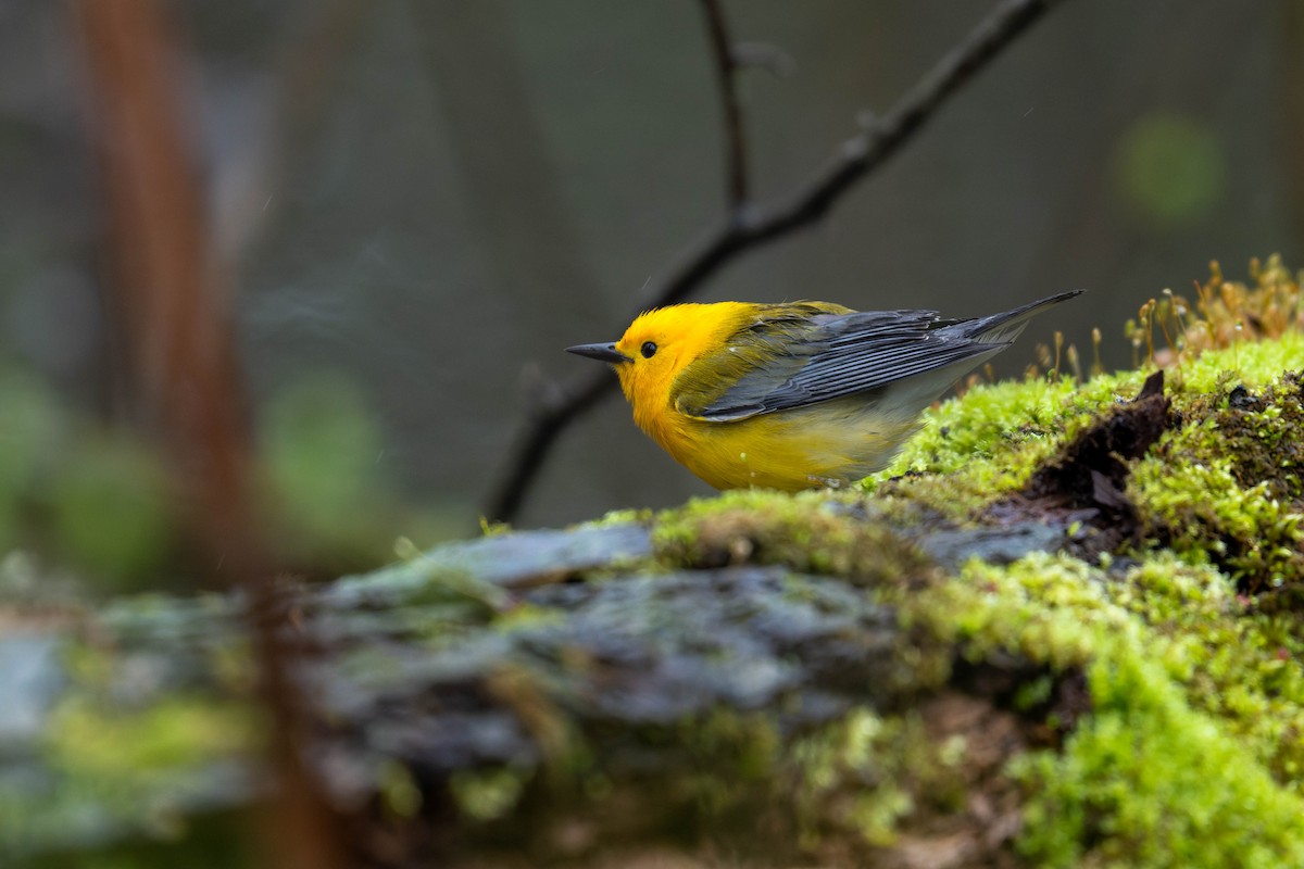 Prothonotary Warbler - ML635071642