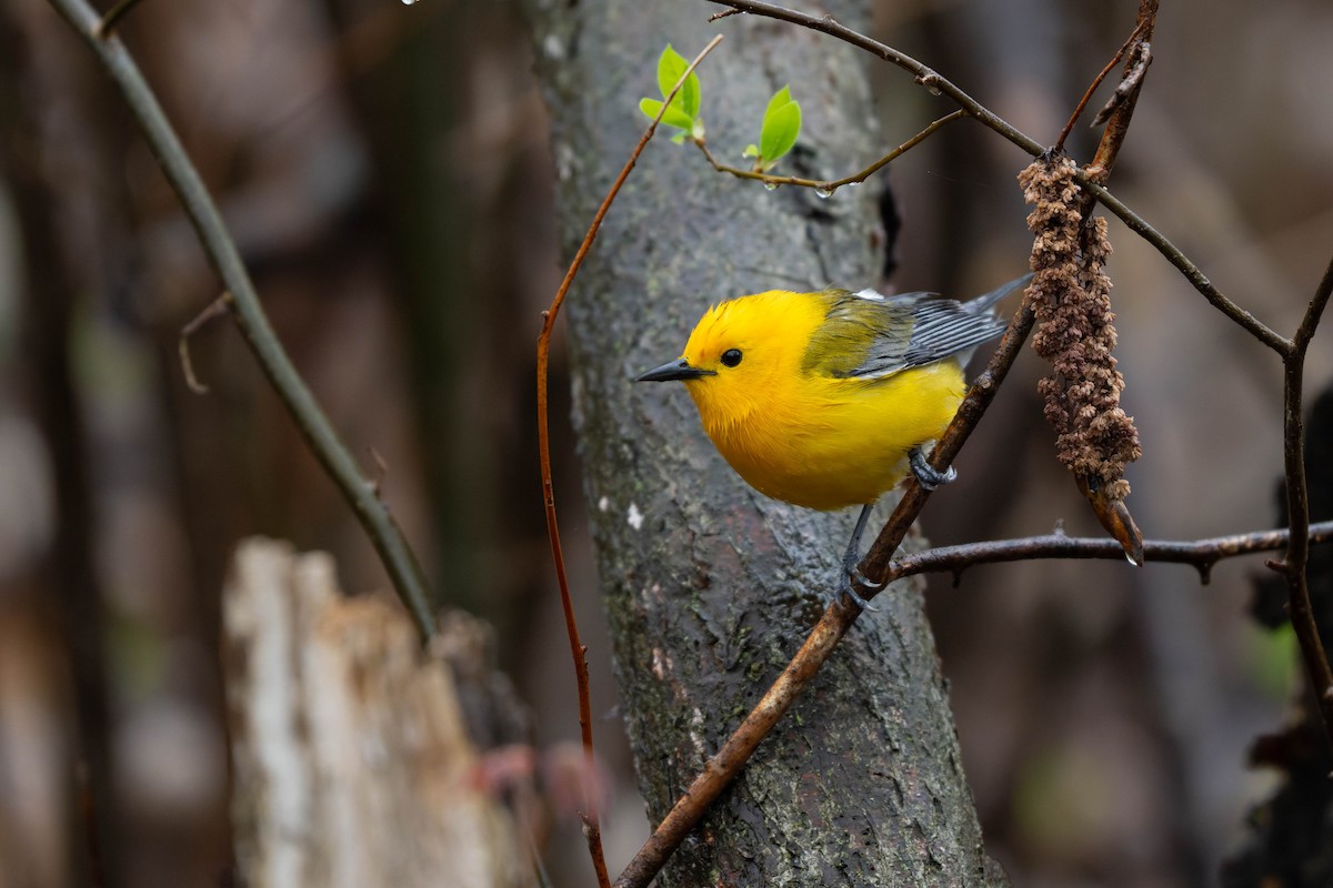 Prothonotary Warbler - ML635071643