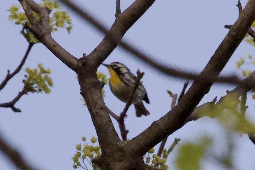 Yellow-throated Warbler - ML635071662