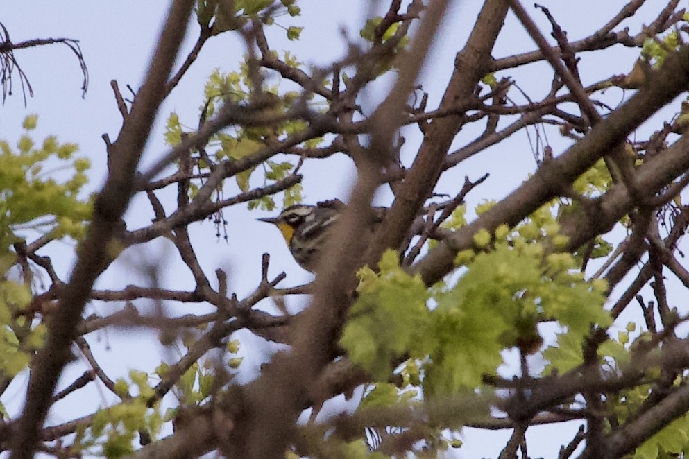 Yellow-throated Warbler - ML635071663