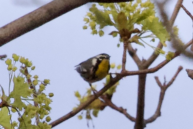 Yellow-throated Warbler - ML635071666