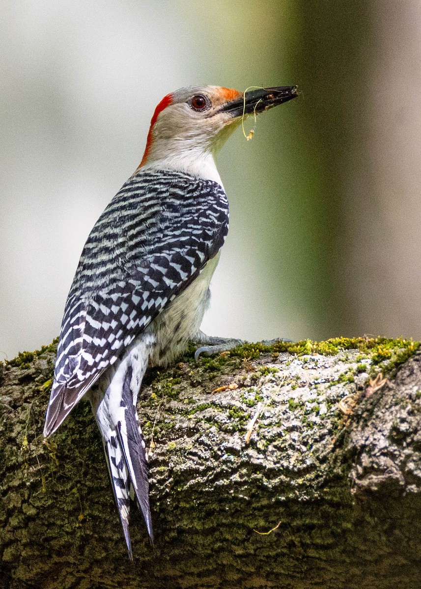 Red-bellied Woodpecker - ML635071667