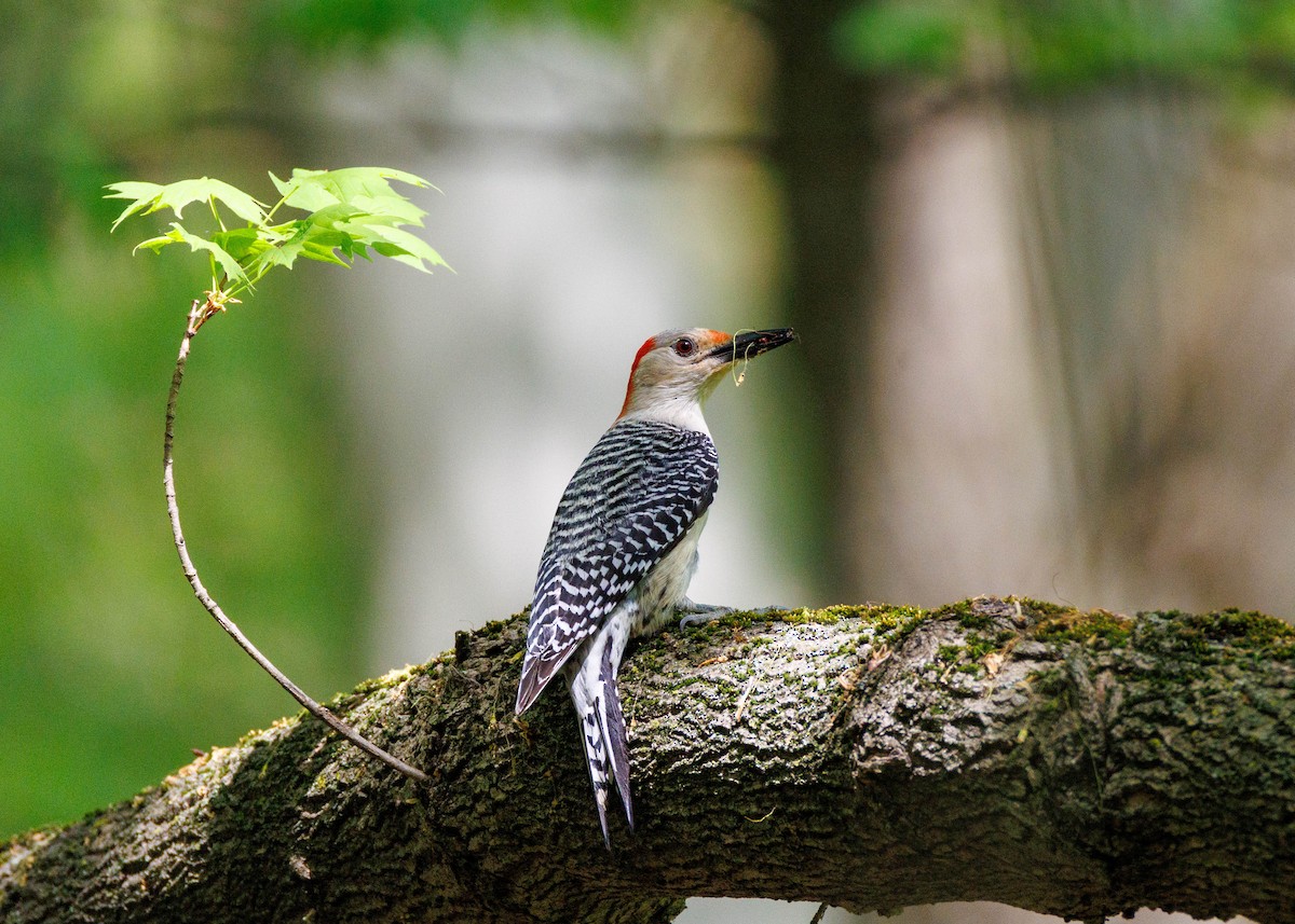 Red-bellied Woodpecker - ML635071668