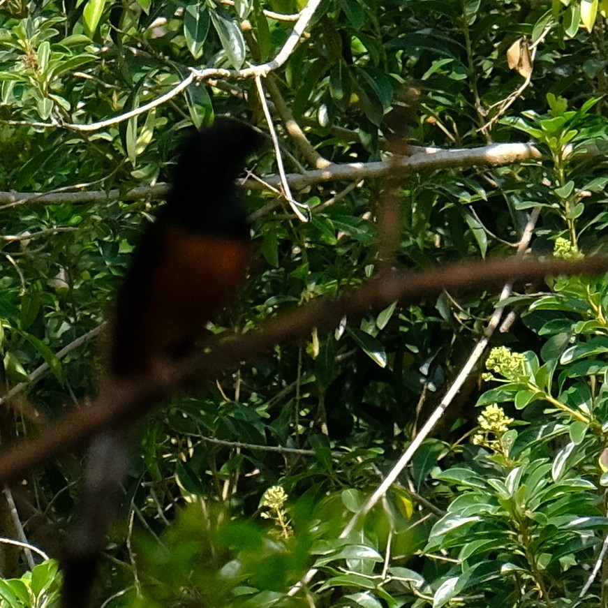 White-rumped Shama - ML635071675